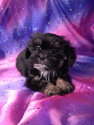 Female Lhasa Bichon #1|Many Teddy bear Breeders in Florida sell teddy bears for over $1000|With shipping to Florida included, we charge less